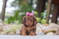 Harvest, a female Miniature Dachshund for sale in Dundee, OH – 6 of 6
