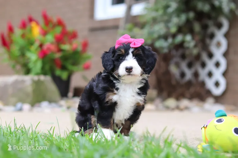 Lemonade – Miniature Bernedoodle puppy for sale in Dundee, OH