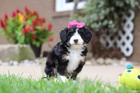 Lemonade, a female Miniature Bernedoodle for sale in Dundee, OH – 1 of 9