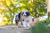 Zoomer, a female Miniature Australian Shepherd for sale in Dundee, OH – 4 of 5