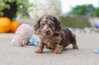 Oak, a male Miniature Dachshund for sale in Dundee, OH – 7 of 7
