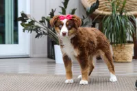 Eden, a female Australian Shepherd for sale in Dundee, OH – 3 of 5