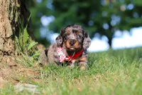 Boysenberry, a male Miniature Dachshund for sale in Dundee, OH – 5 of 7
