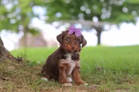 Churro, a female Yorkipoo for sale in Dundee, OH – 2 of 5