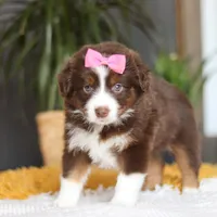 Digger, a female Miniature Australian Shepherd for sale in Dundee, OH – Photo 4 of 7