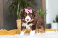 Digger, a female Miniature Australian Shepherd for sale in Dundee, OH – Photo 4 of 7