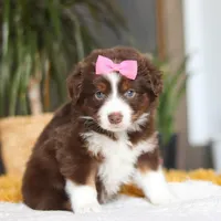 Digger, a female Miniature Australian Shepherd for sale in Dundee, OH – Photo 2 of 7