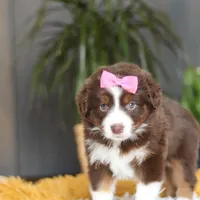 Digger, a female Miniature Australian Shepherd for sale in Dundee, OH – Photo 5 of 7