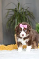 Digger, a female Miniature Australian Shepherd for sale in Dundee, OH – Photo 5 of 7
