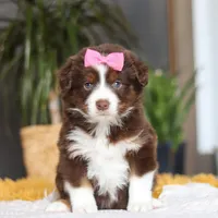 Digger, a female Miniature Australian Shepherd for sale in Dundee, OH – Photo 7 of 7