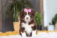 Digger, a female Miniature Australian Shepherd for sale in Dundee, OH – Photo 7 of 7