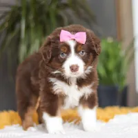 Digger, a female Miniature Australian Shepherd for sale in Dundee, OH – Photo 3 of 7