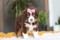 Digger, a female Miniature Australian Shepherd for sale in Dundee, OH – Photo 3 of 7