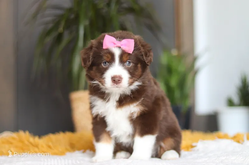 Digger, a female Miniature Australian Shepherd for sale in Dundee, OH – Photo 1 of 7
