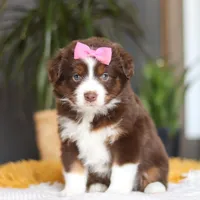 Digger, a female Miniature Australian Shepherd for sale in Dundee, OH – Photo 1 of 7