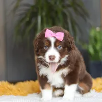 Digger, a female Miniature Australian Shepherd for sale in Dundee, OH – Photo 6 of 7
