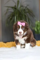 Digger, a female Miniature Australian Shepherd for sale in Dundee, OH – Photo 6 of 7