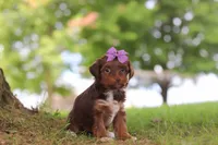 Churro, a female Yorkipoo for sale in Dundee, OH – 4 of 5