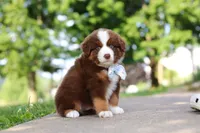 Rowdy, a male Miniature Australian Shepherd for sale in Dundee, OH – 6 of 8