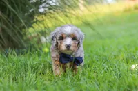 Deadpool, a male Miniature Bernedoodle for sale in Dundee, OH – 3 of 6