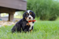 Fireball, a male Miniature Bernedoodle for sale in Dundee, OH – 2 of 5