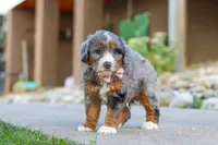 Gusher, a male Miniature Bernedoodle for sale in Dundee, OH – 3 of 5