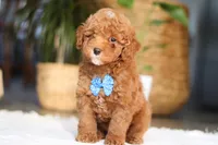 Bean, a male Poodle - Miniature  for sale in Dundee, OH – Photo 3 of 5