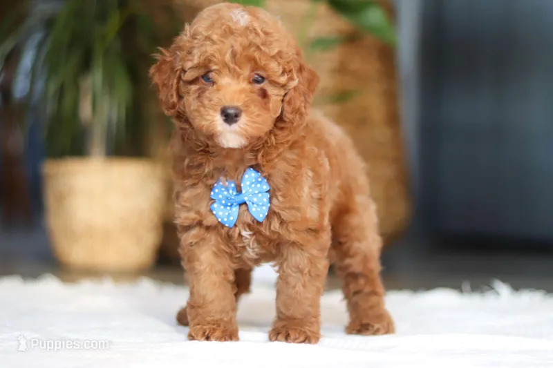 Bean – Poodle - Miniature  puppy for sale in Dundee, OH
