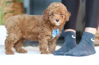 Bean, a male Poodle - Miniature  for sale in Dundee, OH – Photo 4 of 5