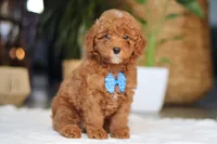 Bean, a male Poodle - Miniature  for sale in Dundee, OH – Photo 2 of 5