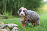 Razzel, a female Miniature Bernedoodle for sale in Dundee, OH – 4 of 6