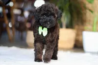 Sprout, a male Poodle - Miniature  for sale in Dundee, OH – Photo 1 of 4