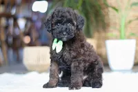 Sprout, a male Poodle - Miniature  for sale in Dundee, OH – Photo 4 of 4