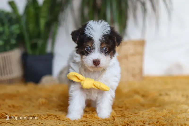Rocco, a male Yorkipoo for sale in Dundee, OH – Photo 1 of 5