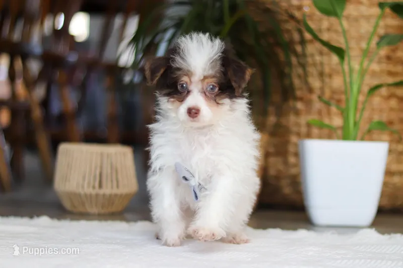 Rocco – Yorkipoo puppy for sale in Dundee, OH
