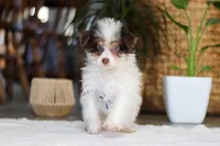 Rocco, a male Yorkipoo for sale in Dundee, OH – Photo 1 of 5