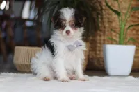 Rocco, a male Yorkipoo for sale in Dundee, OH – Photo 3 of 5