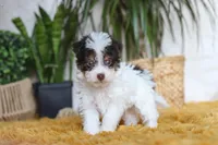 Rocco, a male Yorkipoo for sale in Dundee, OH – Photo 4 of 5