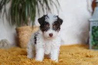 Rocco, a male Yorkipoo for sale in Dundee, OH – Photo 2 of 5