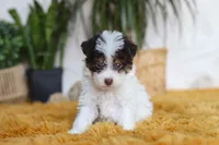 Rocco, a male Yorkipoo for sale in Dundee, OH – Photo 3 of 5