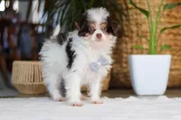 Rocco, a male Yorkipoo for sale in Dundee, OH – Photo 2 of 5