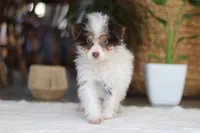 Rocco, a male Yorkipoo for sale in Dundee, OH – Photo 4 of 5