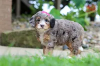 Margarita, a female Miniature Bernedoodle for sale in Dundee, OH – 7 of 7