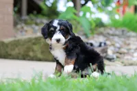 Sprite, a female Miniature Bernedoodle for sale in Dundee, OH – 5 of 5