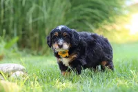 Airhead, a male Miniature Bernedoodle for sale in Dundee, OH – 2 of 5