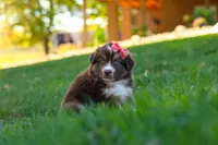 Jinx, a female Miniature Australian Shepherd for sale in Dundee, OH – 4 of 6