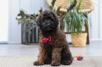 Sprout, a male Poodle - Miniature  for sale in Dundee, OH – 3 of 6