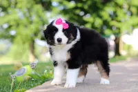 Cisco, a female Miniature Australian Shepherd for sale in Dundee, OH – 5 of 8