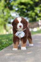 Rowdy, a male Miniature Australian Shepherd for sale in Dundee, OH – 7 of 8