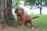 Merlin, a male Miniature Goldendoodle for sale in Dundee, OH – 2 of 6